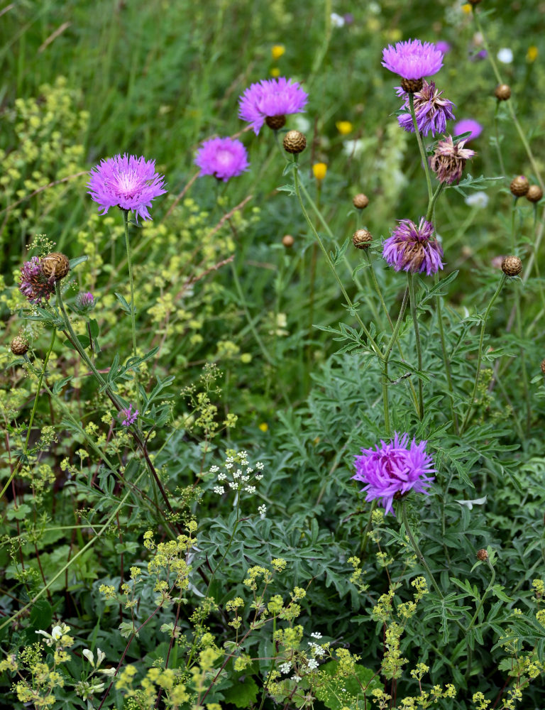 Изображение особи род Centaurea.