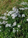 Achillea camtschatica. Цветущие растения. Сахалин, Корсаковский гор. округ, оз. Буссе, приморский луг. 26.08.2022.