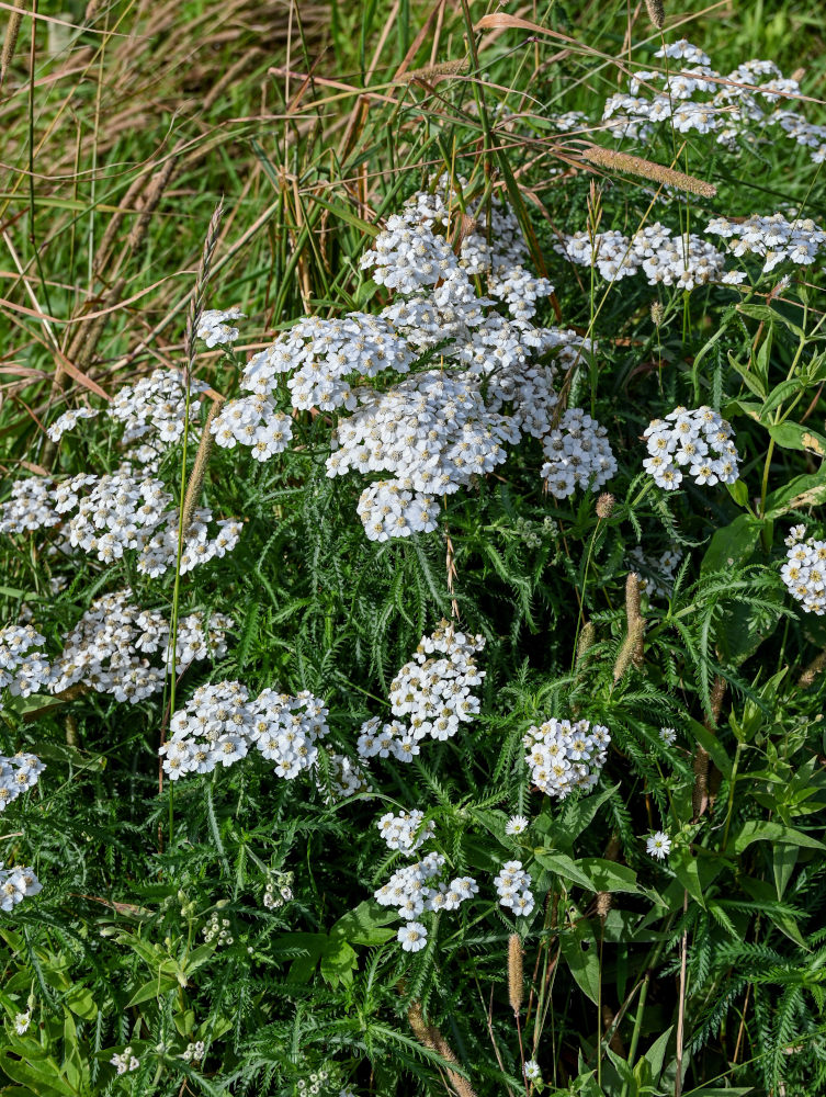 Изображение особи Achillea camtschatica.