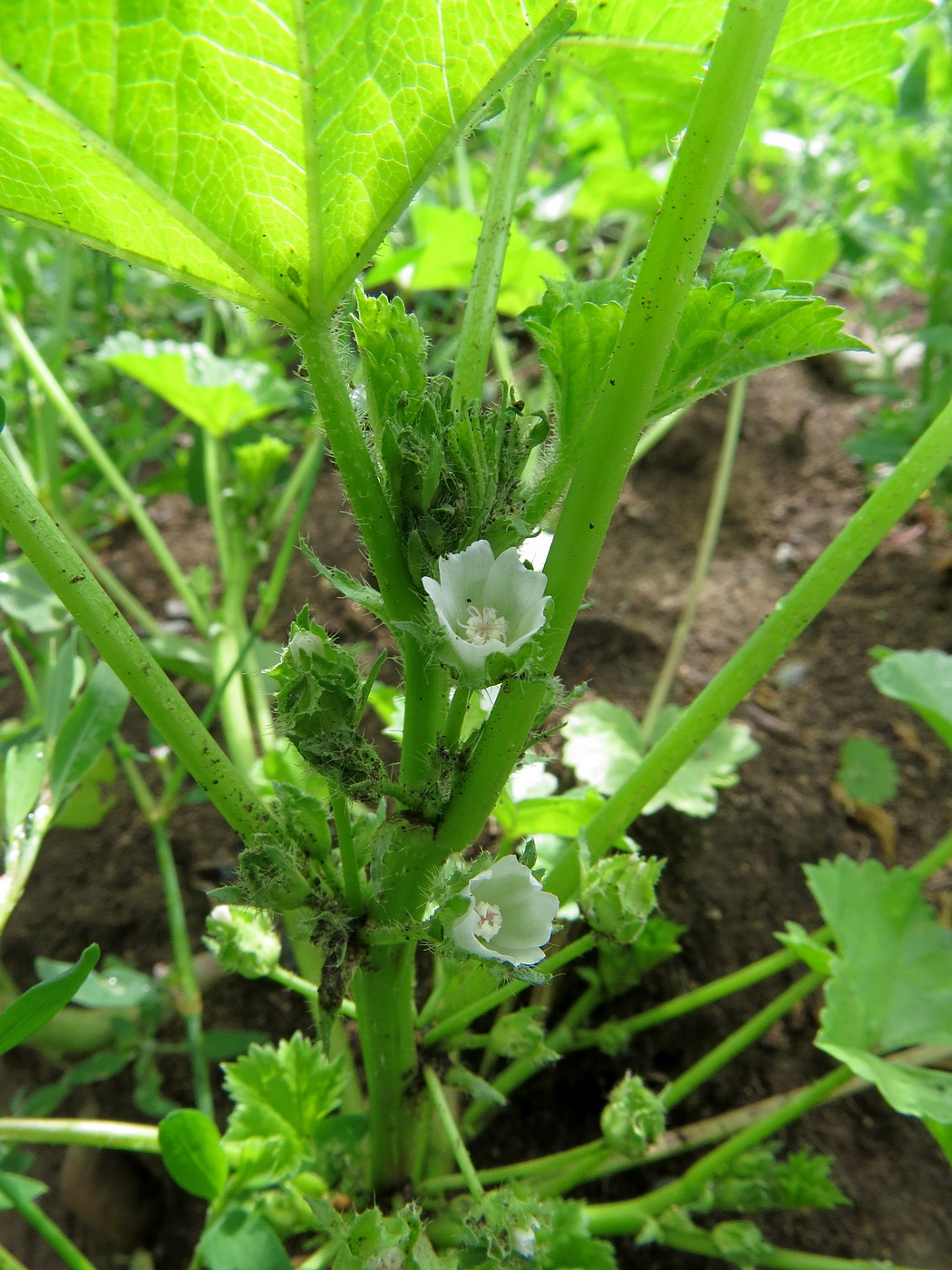 Image of Malva pusilla specimen.