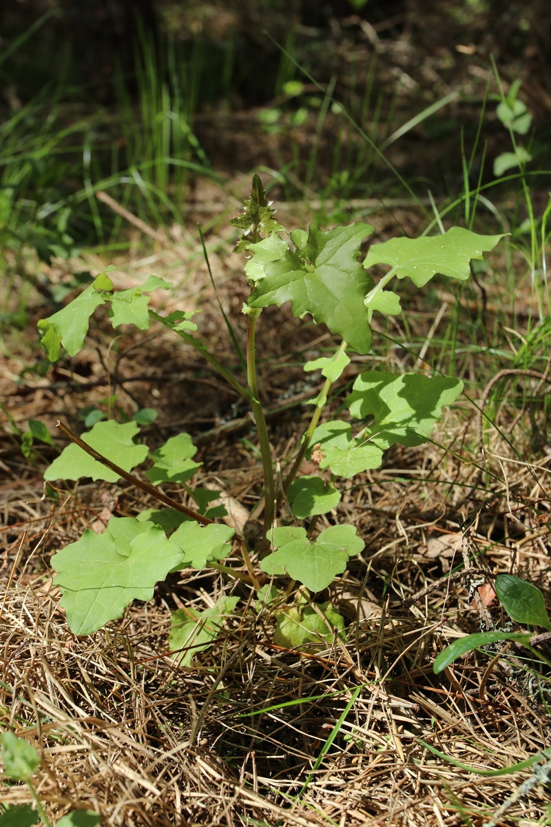 Изображение особи Mycelis muralis.