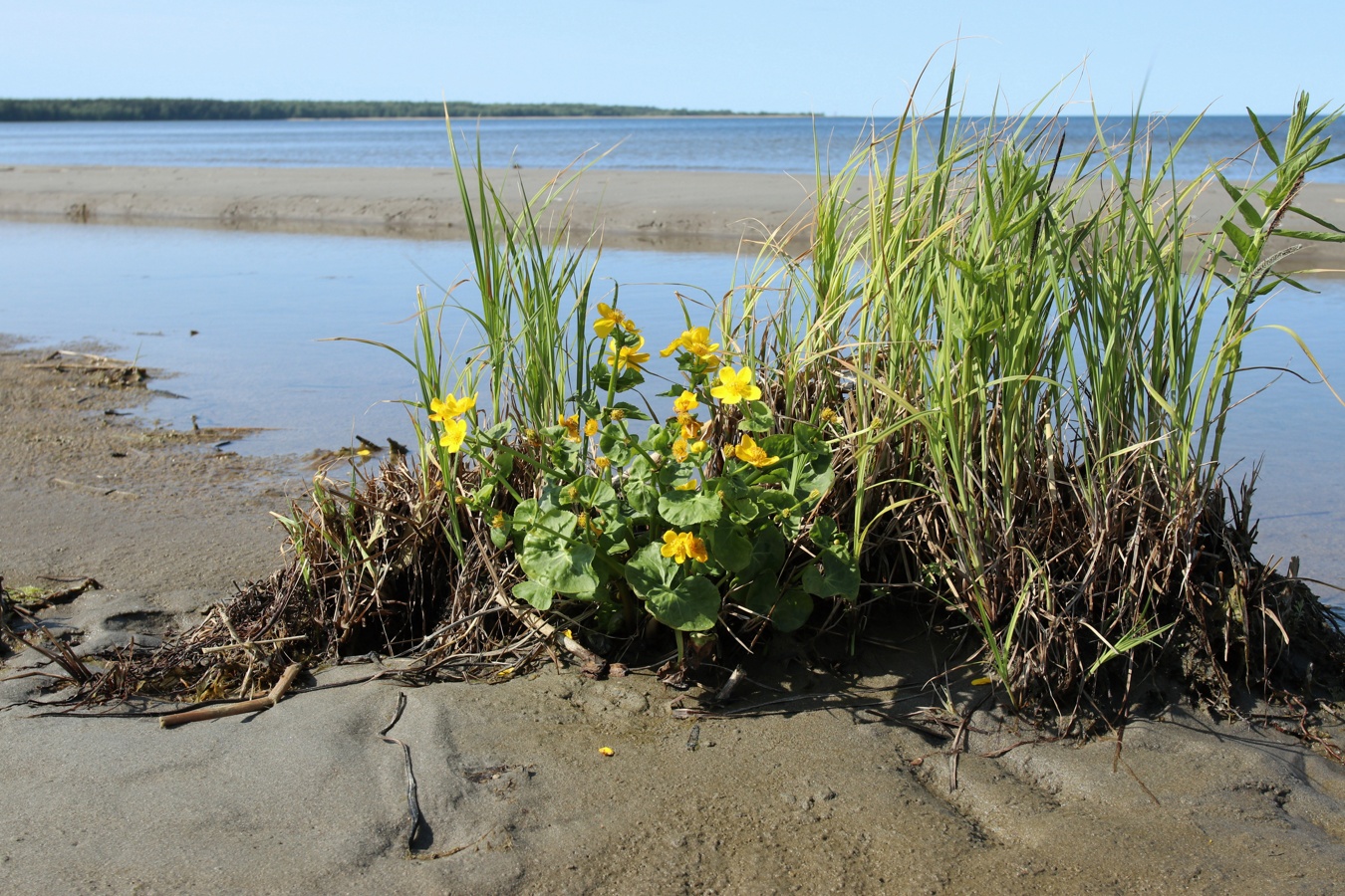 Image of Caltha palustris specimen.