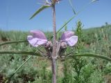 Phlomis linearifolia