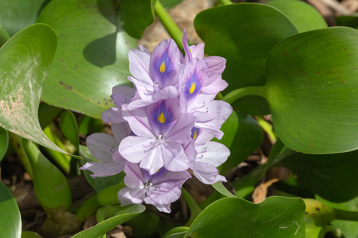 Image of Eichhornia crassipes specimen.