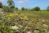 Inula britannica