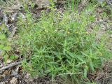 Pedicularis labradorica