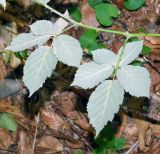 Rubus ibericus