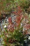 Rumex thyrsiflorus