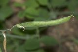 Lathyrus rotundifolius