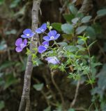 Veronica umbrosa