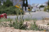 Inula oculus-christi