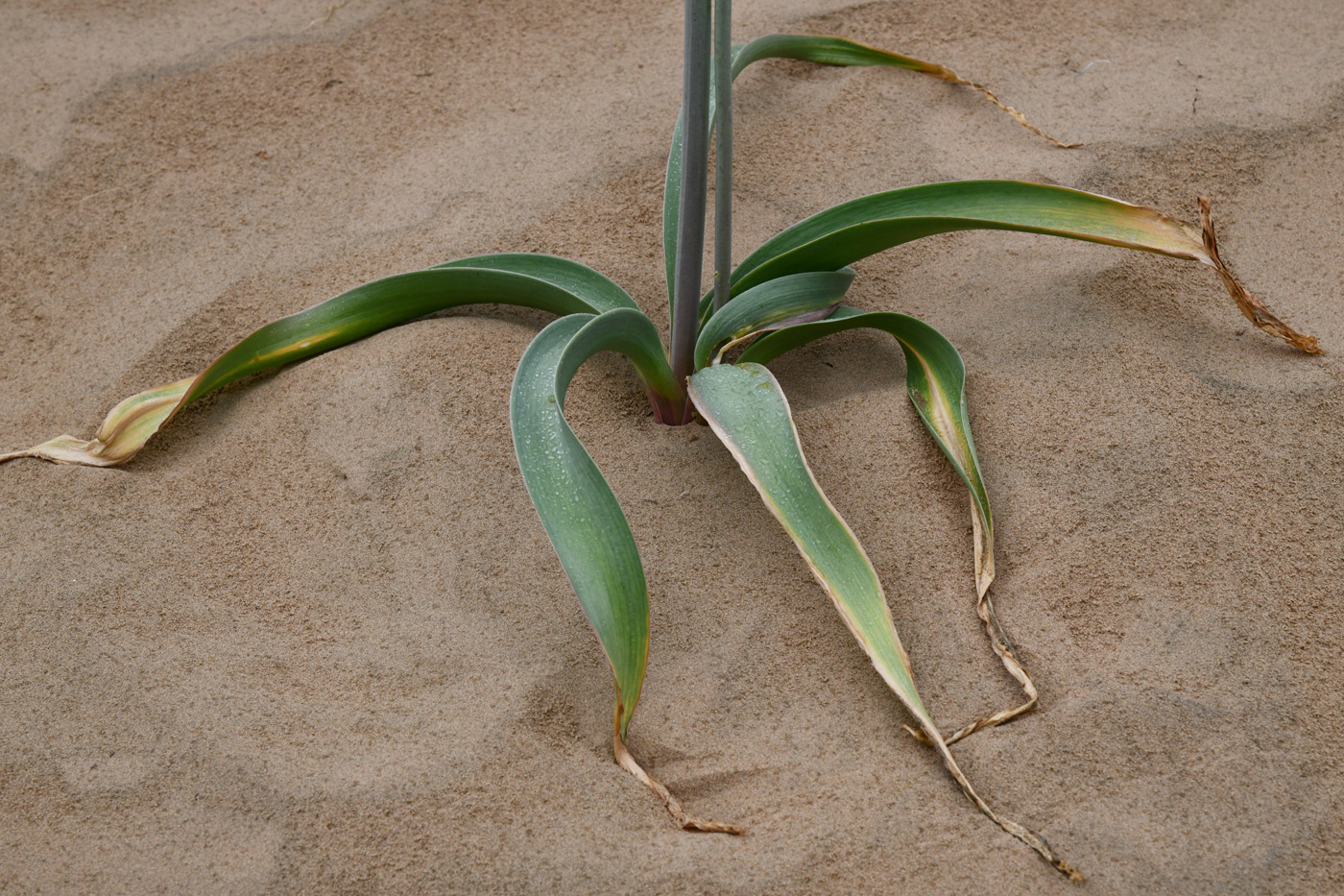 Image of Allium subscabrum specimen.