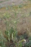 Sisymbrium altissimum