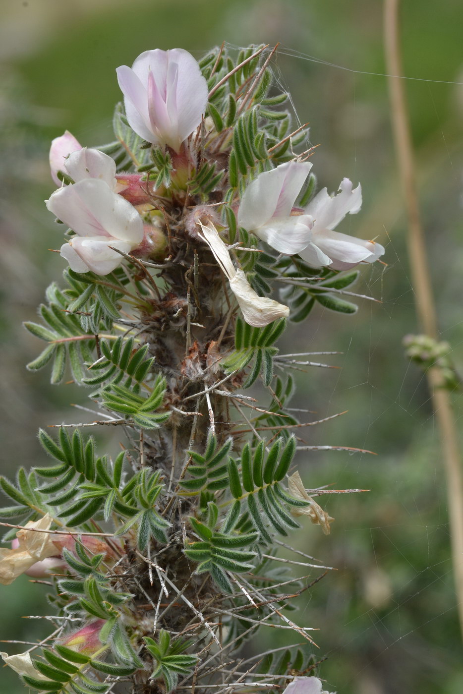Image of Caragana jubata specimen.