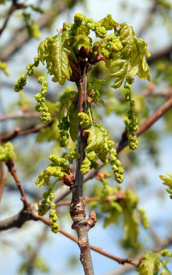 Image of Quercus robur specimen.