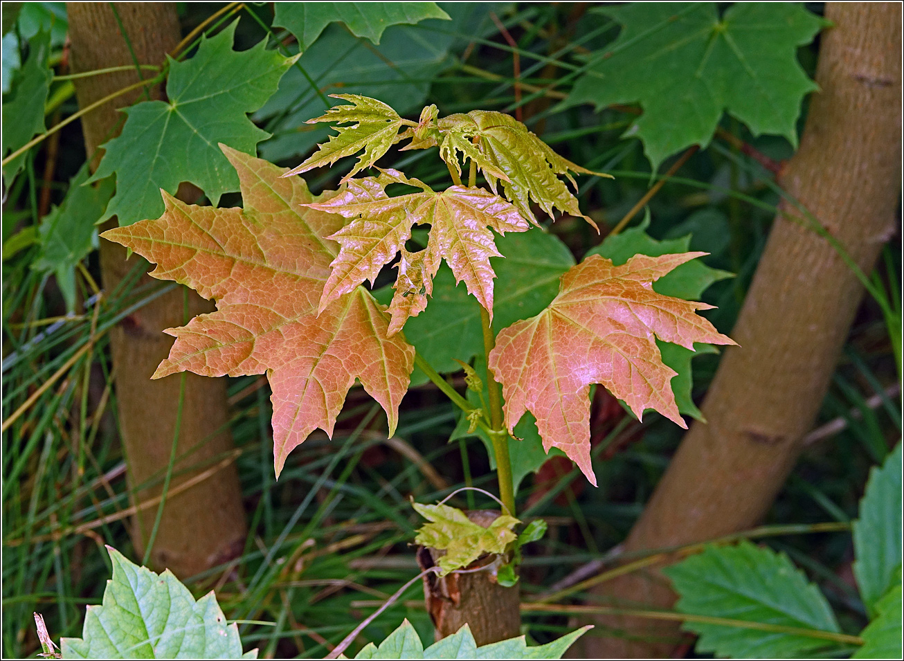 Image of Acer platanoides specimen.