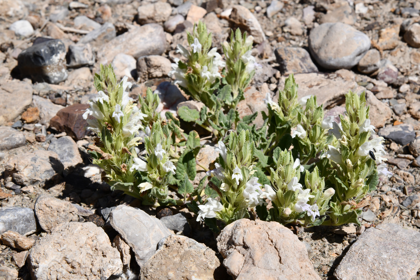 Image of Dracocephalum heterophyllum specimen.