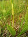 Ophioglossum vulgatum