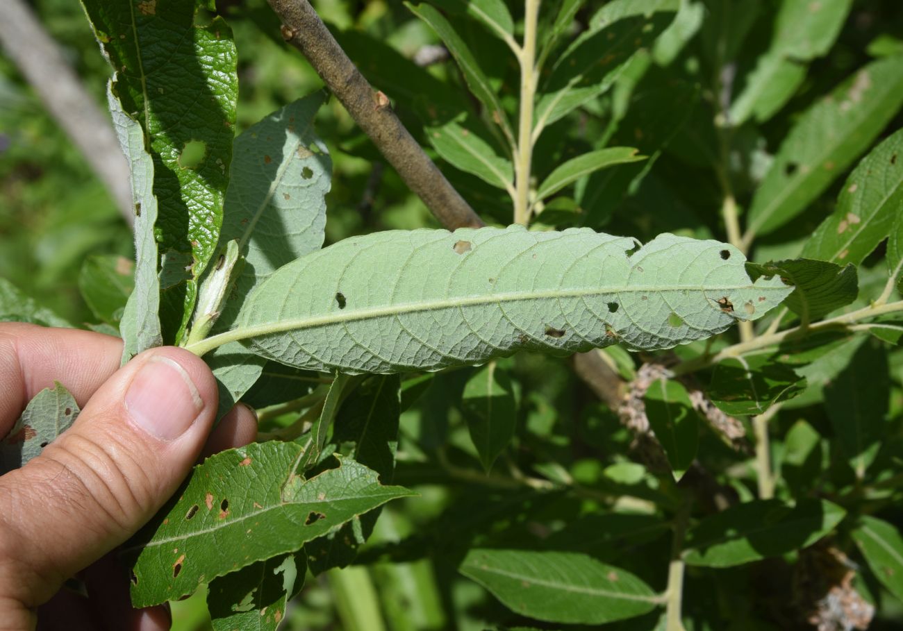 Image of genus Salix specimen.