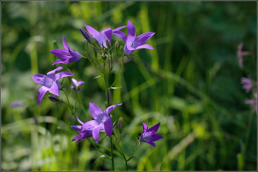 Image of Campanula patula specimen.