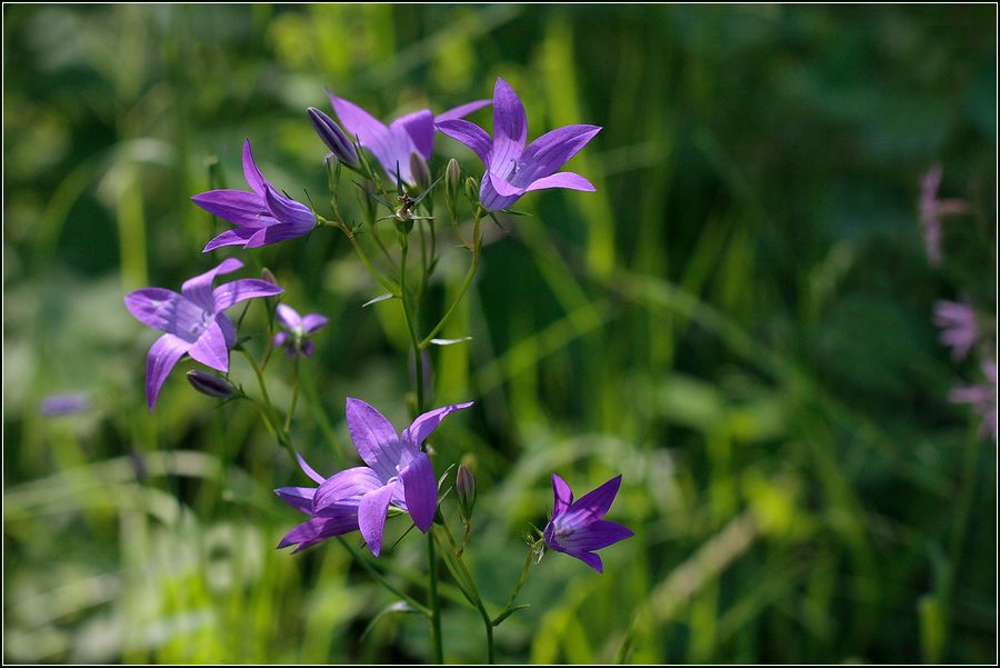 Изображение особи Campanula patula.