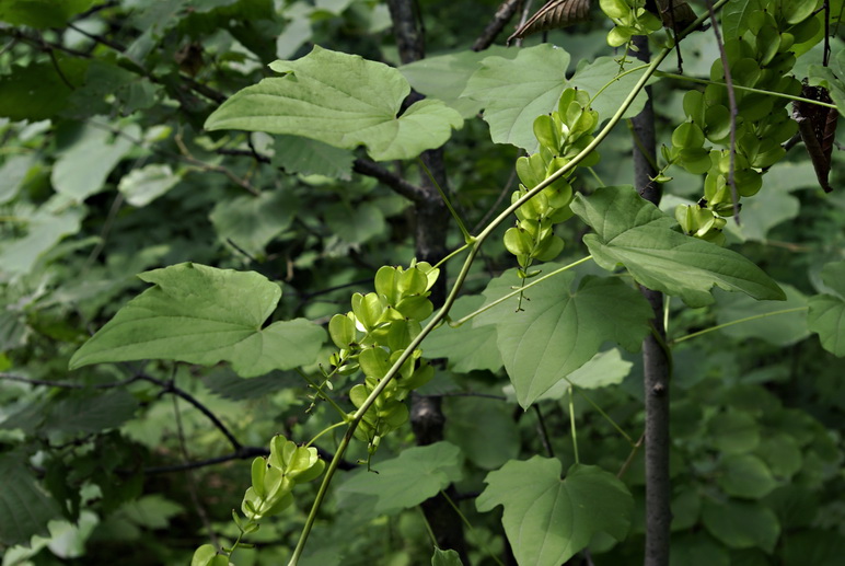 Изображение особи Dioscorea nipponica.