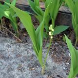 Convallaria majalis