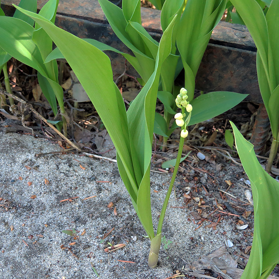 Image of Convallaria majalis specimen.