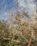 Tragopogon brevirostris