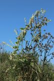 Fallopia dumetorum. Плодоносящее растение на побегах Cirsium arvense и Phragmites australis. Беларусь, Витебская обл., окр. пос. Езерище, берег оз. Езерище, суходольный луг. 29.08.2024.