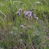 Pulsatilla patens. Плодоносящее растение. Волгоградская обл., Камышинский р-н, Щербаковская балка 1,5 км С пос. Щербатовка, разнотравный луг. 22.05.2008.