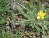 genus Ranunculus. Листья. Турция, ил Карс, окр. г. Дигор, участок ущелья р. Дигор в 1 км ниже монастыря Хтзконк, левый борт ущелья, луг. 19 мая 2025 г.