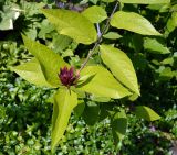 Calycanthus floridus