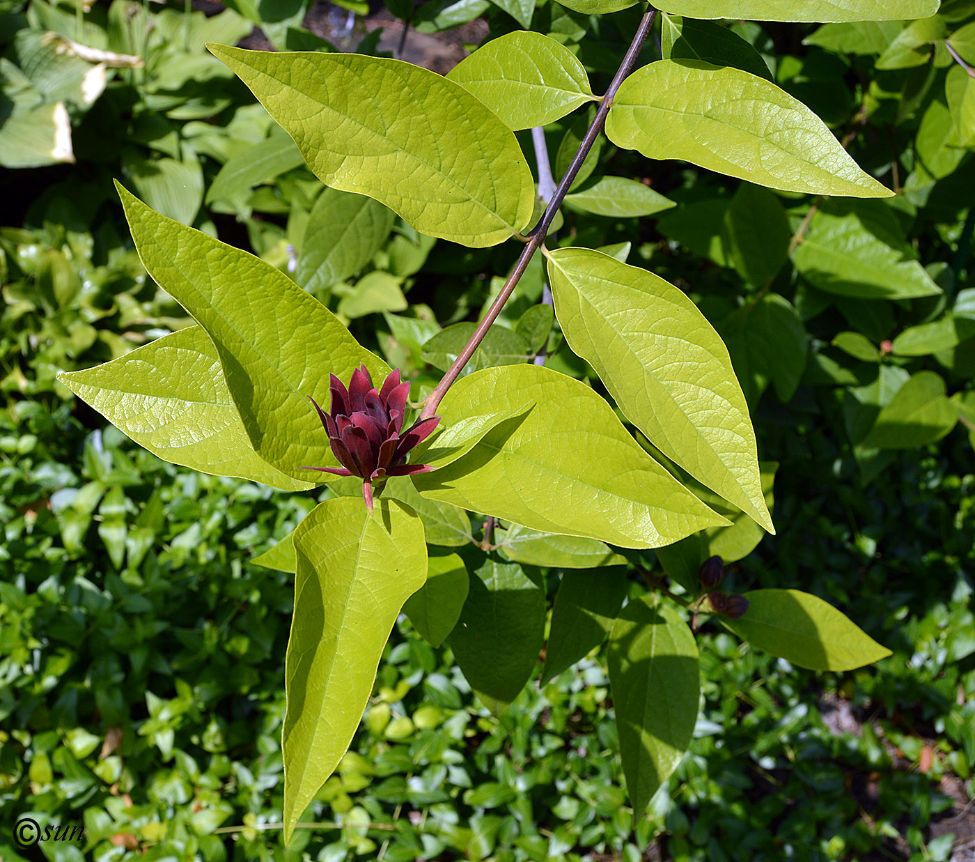 Изображение особи Calycanthus floridus.