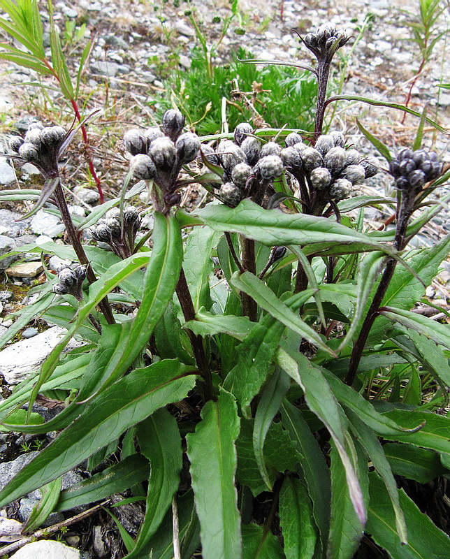 Image of Saussurea alpina specimen.