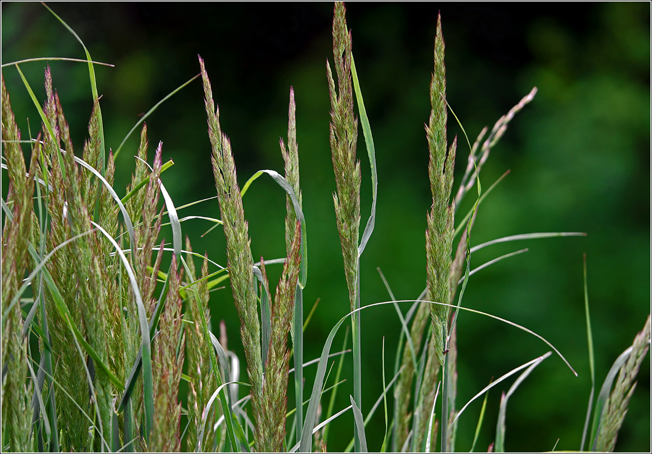 Image of Calamagrostis epigeios specimen.