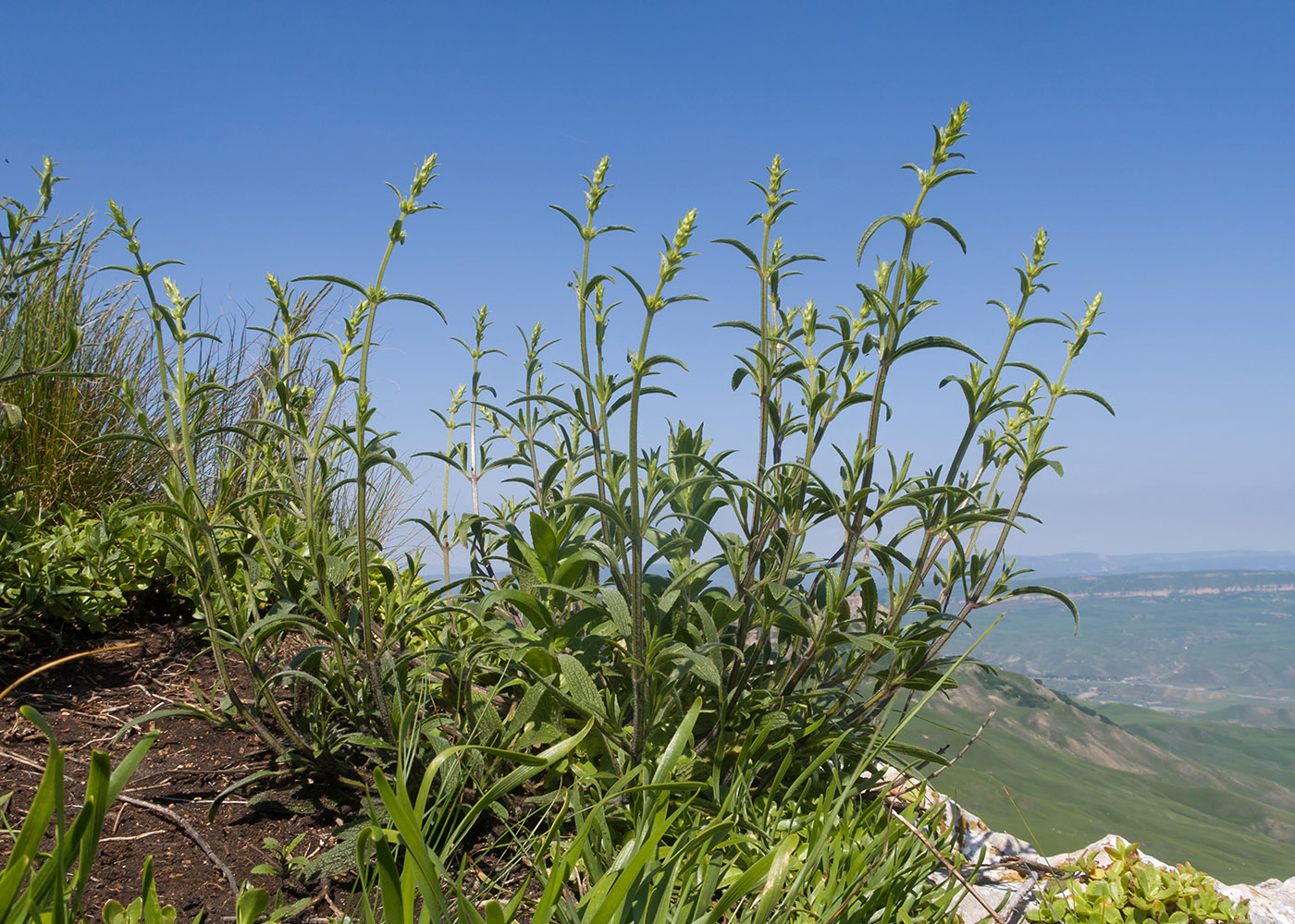 Image of Stachys atherocalyx specimen.