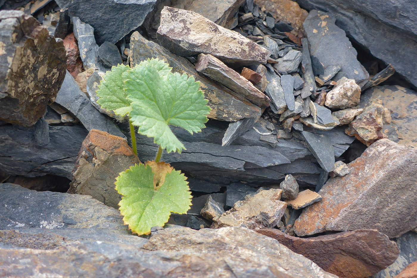 Image of Unknown species specimen.