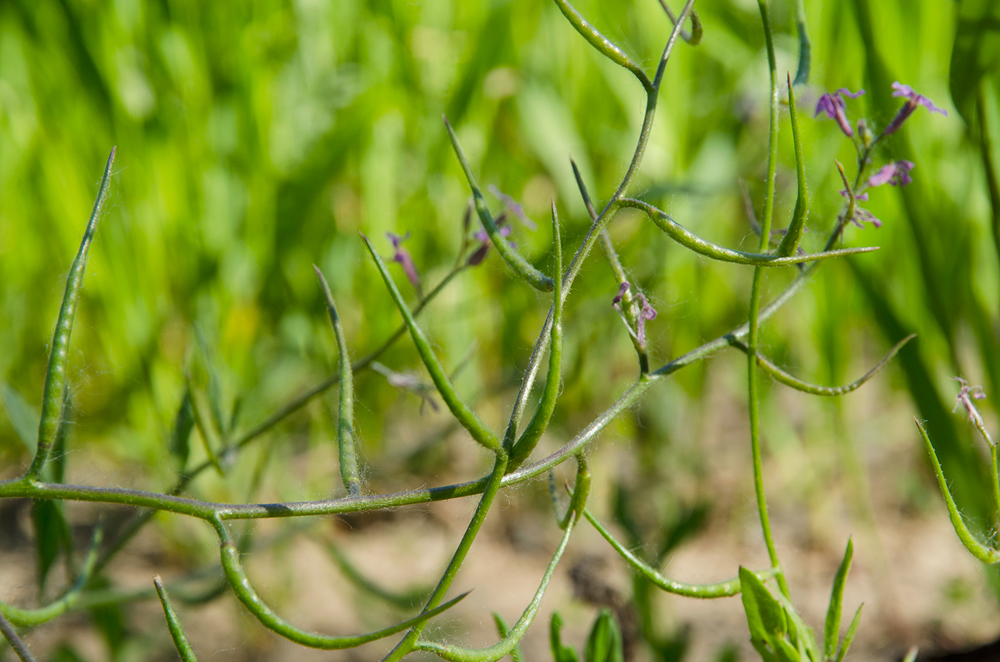 Image of Chorispora tenella specimen.