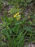 Primula macrocalyx