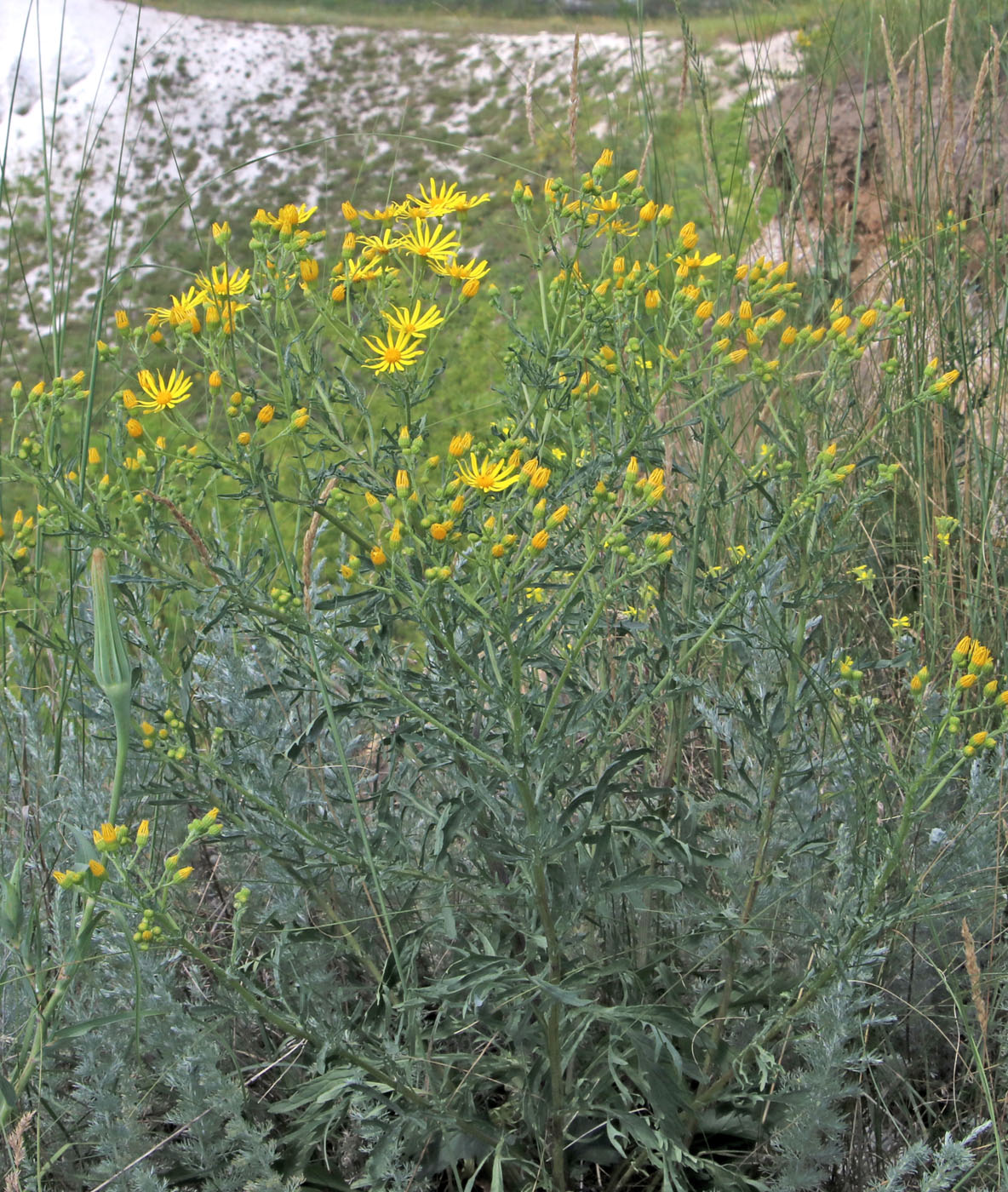 Image of Senecio jacobaea specimen.