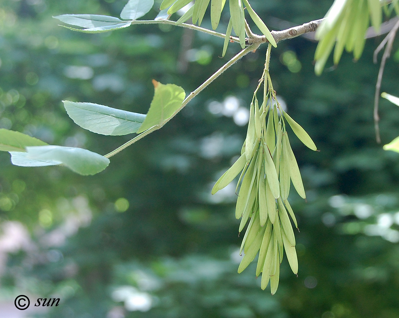 Изображение особи Fraxinus pennsylvanica.
