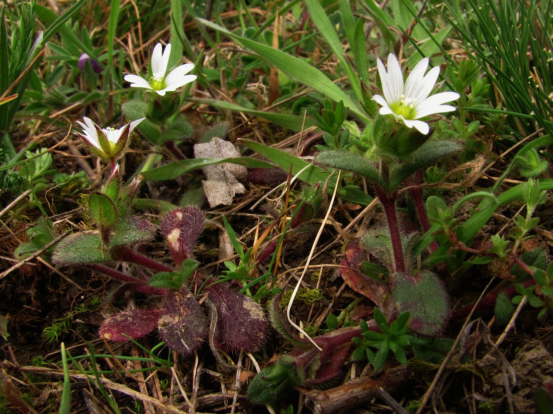 Image of Cerastium pumilum specimen.
