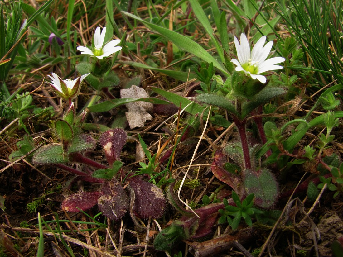 Изображение особи Cerastium pumilum.