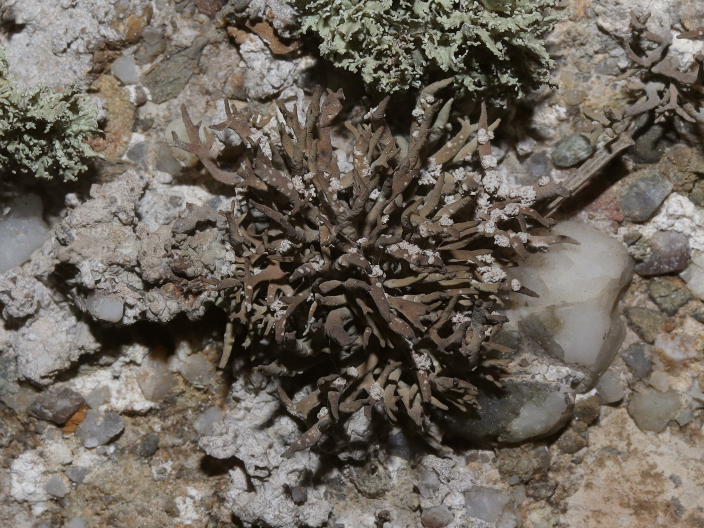 Image of Roccella phycopsis specimen.