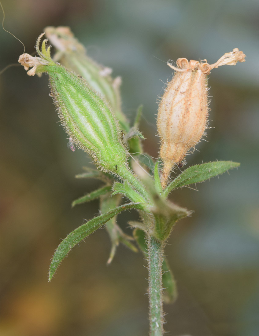 Image of Silene noctiflora specimen.