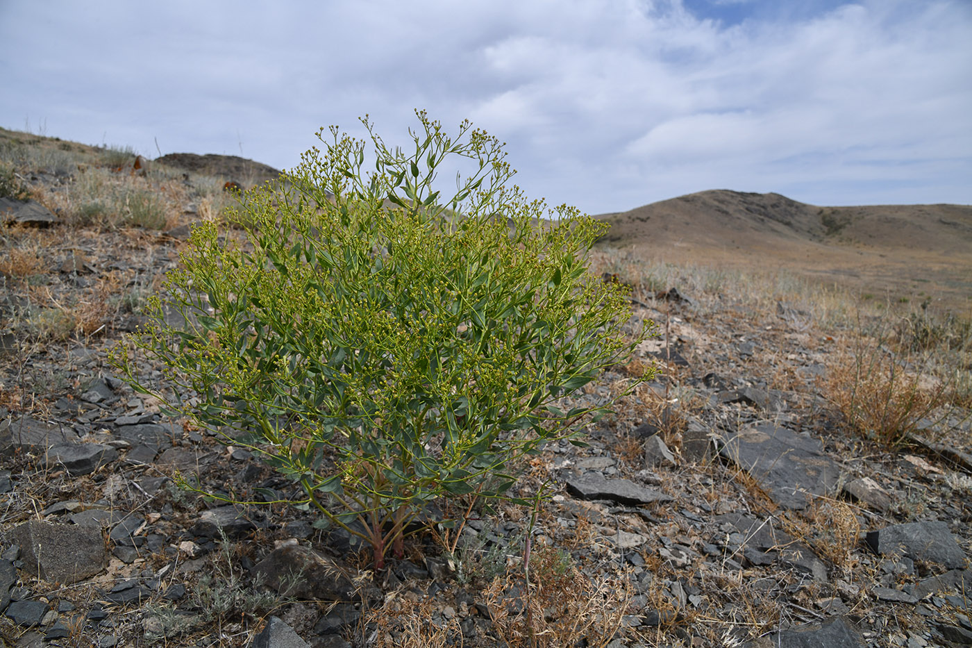 Изображение особи Haplophyllum perforatum.