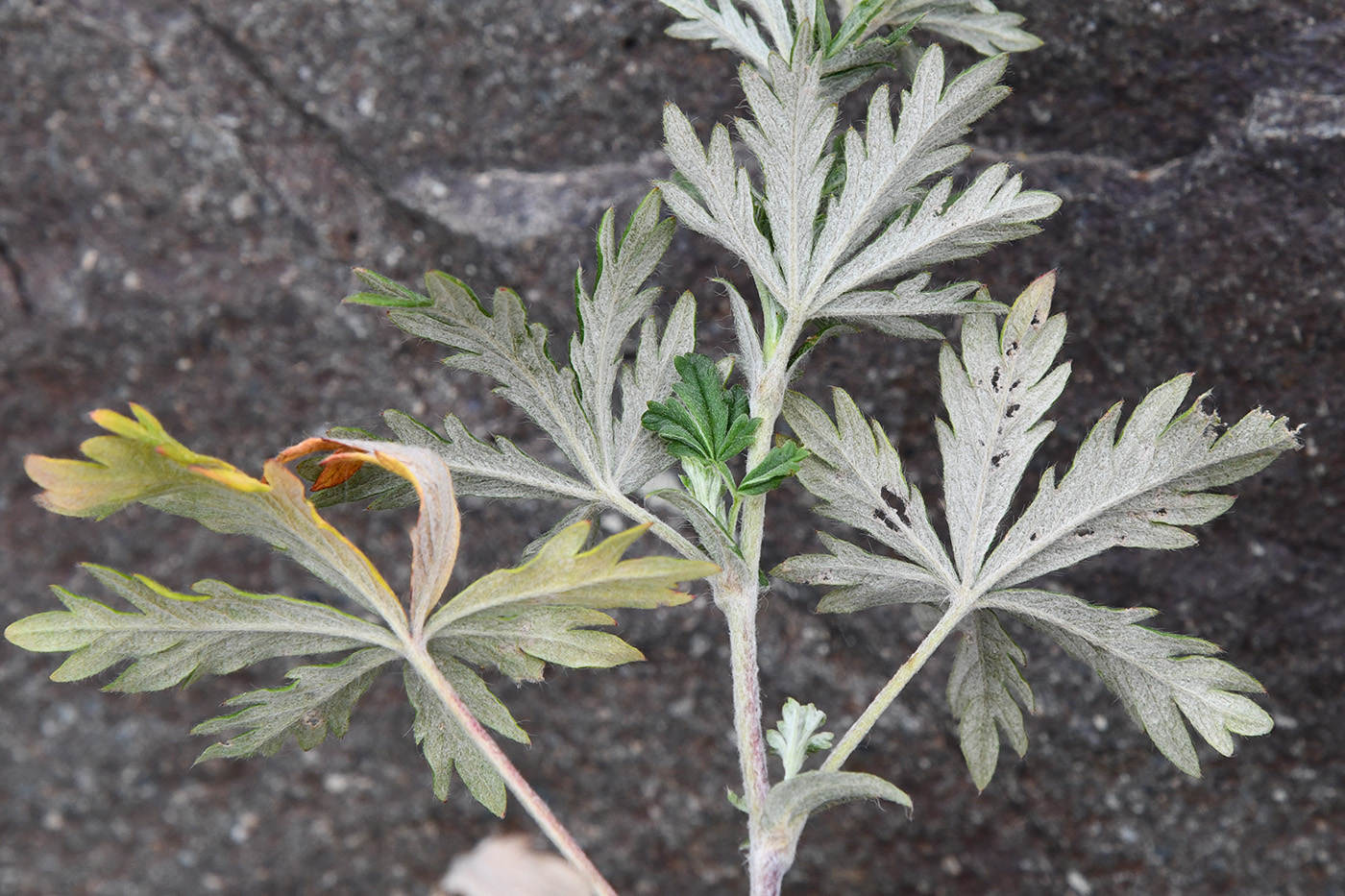 Image of genus Potentilla specimen.