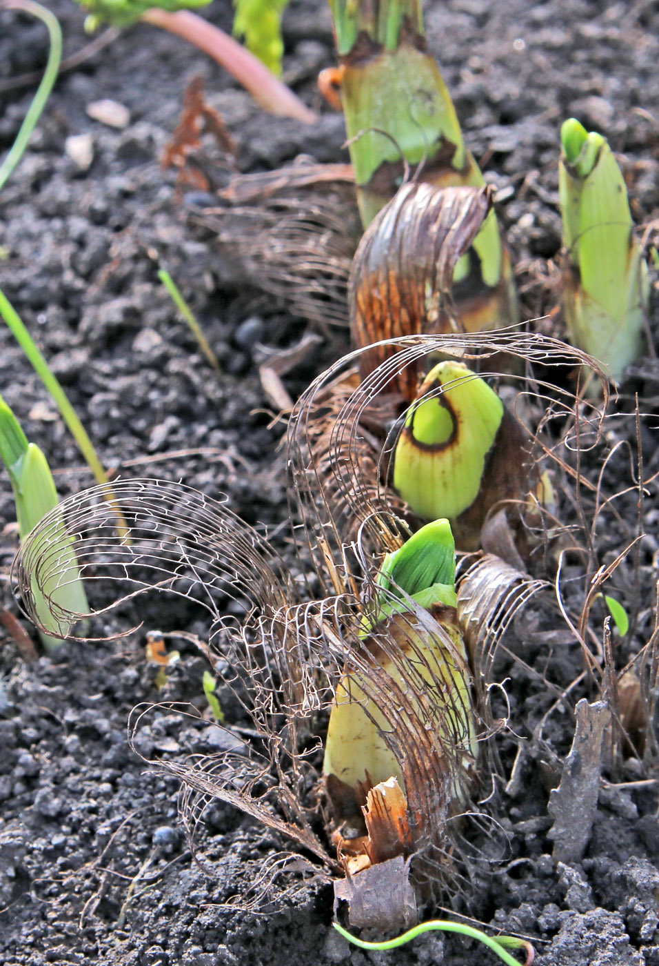 Изображение особи Veratrum nigrum.