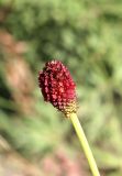 Sanguisorba polygama. Соцветие с сидящим в цветке насекомым. Белгородская обл., пос. Ракитное, ул. Сосновая 2, в культуре. 25 июля 2025 г.